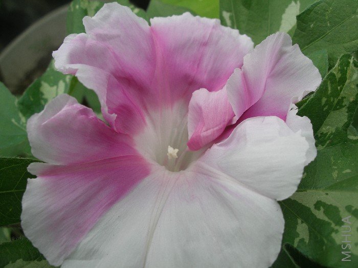 ���и��ԣ���ߺ�������߰���