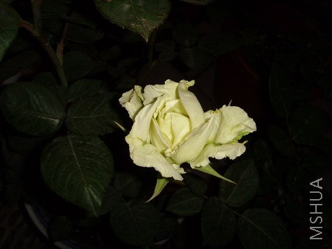 ���� SSL25618.jpg