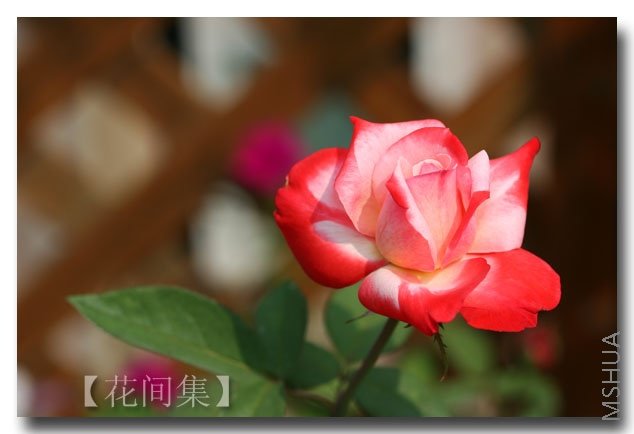 IMG_2783 ����.jpg