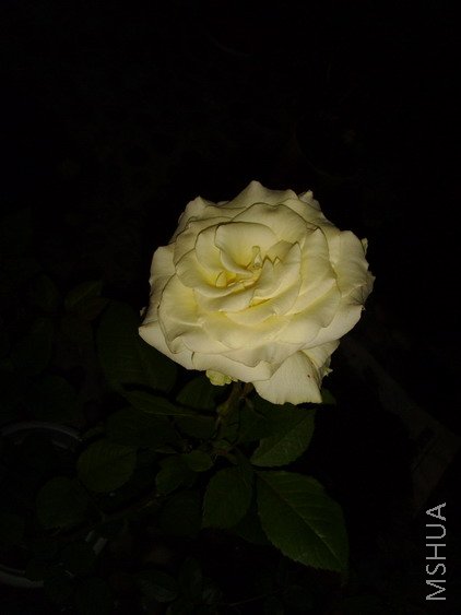 SSL25849.jpg