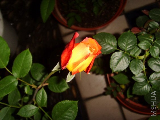 SSL25778.jpg