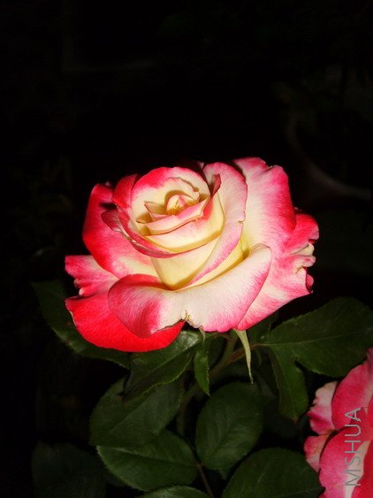 SSL25828.jpg