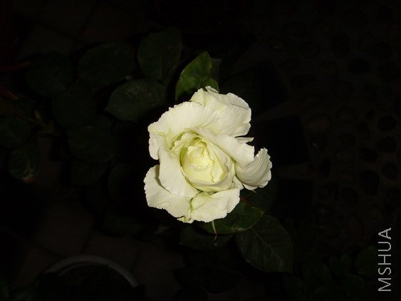 SSL26053.jpg