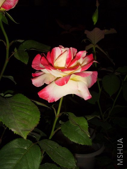 SSL25812.jpg