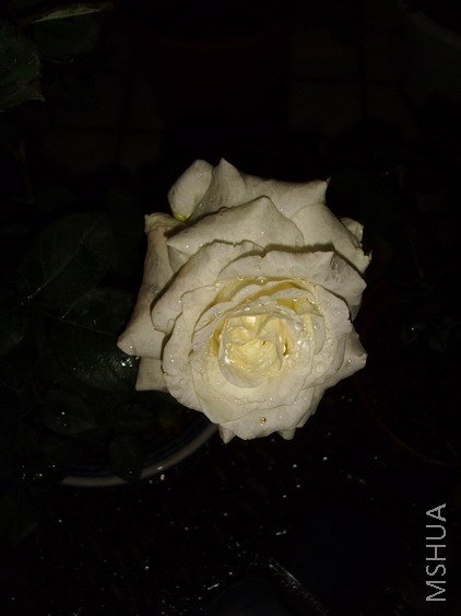 SSL25975.jpg