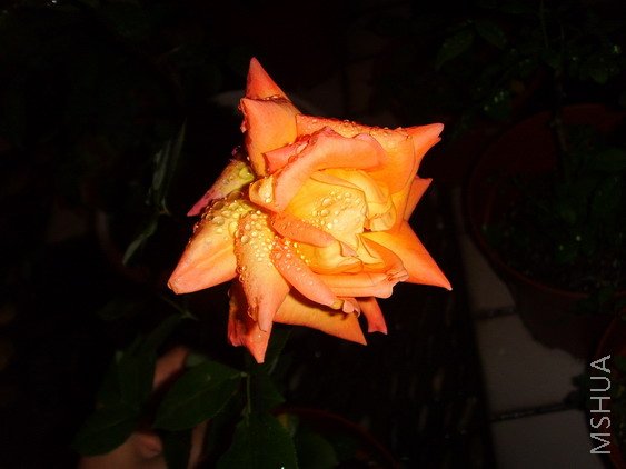 SSL25942.jpg
