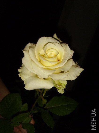 SSL25678.jpg