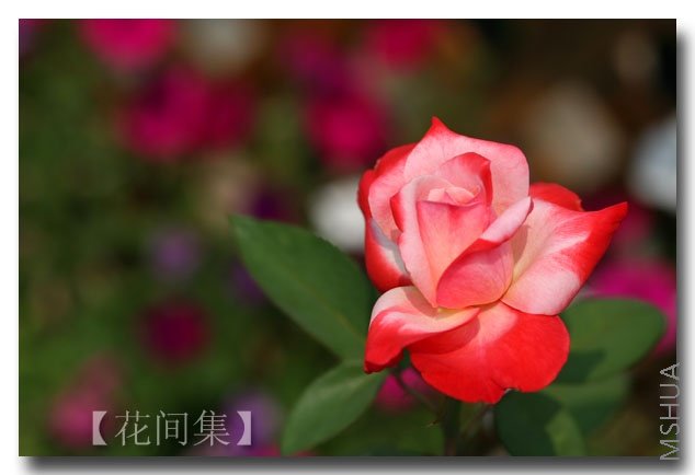 IMG_2784 ����.jpg