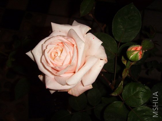 SSL25927.jpg