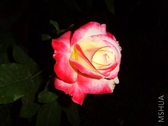 SSL25819.jpg