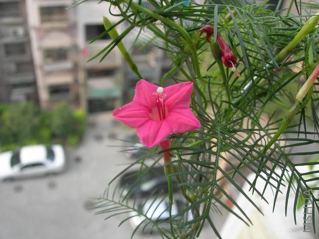 �����ģ���Ҳ�ȷ۵��������ȫ��������