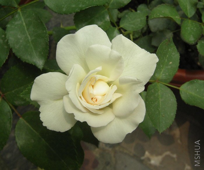 ����ũ�ֿ���