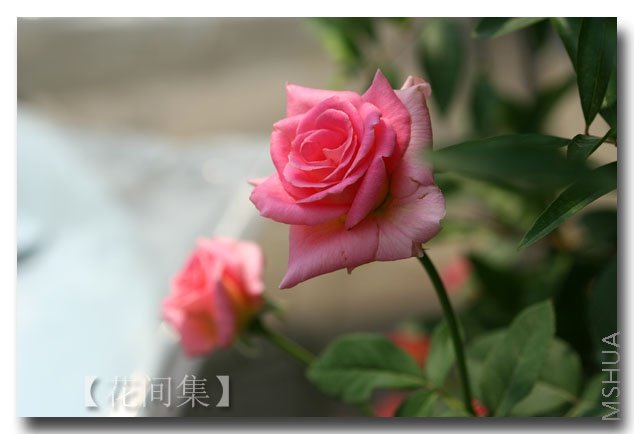 IMG_2796 ����.jpg