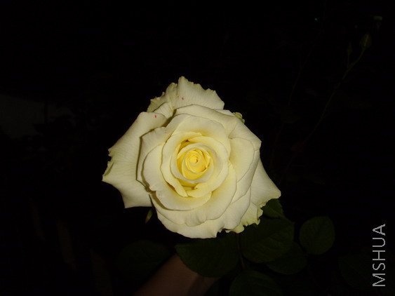 SSL25677.jpg