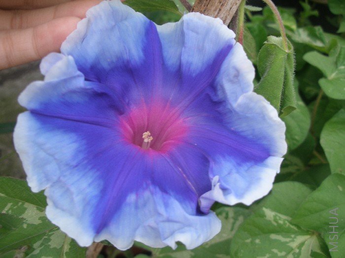 ��ҫ�۵�����