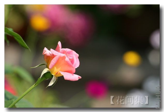 IMG_2816 ����.jpg