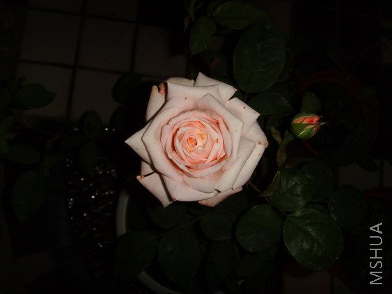 SSL25784.jpg