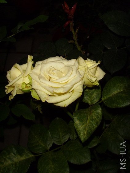 ��˵�е��̱�ʯ..һ�㶼������!