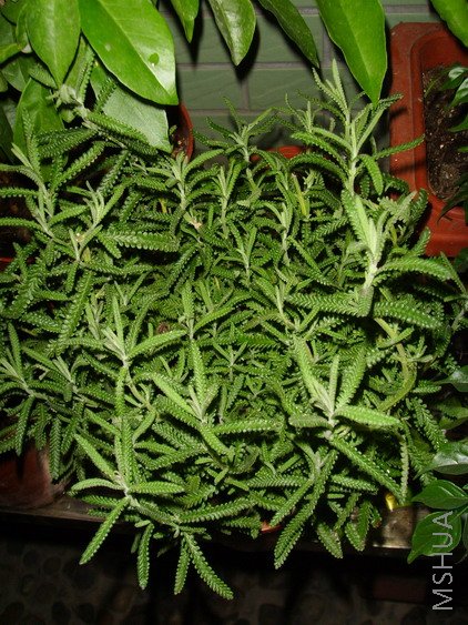 ����Ĵ�,��޹~~