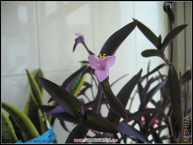 ���ڻ��� 003Ѽֺ��.jpg