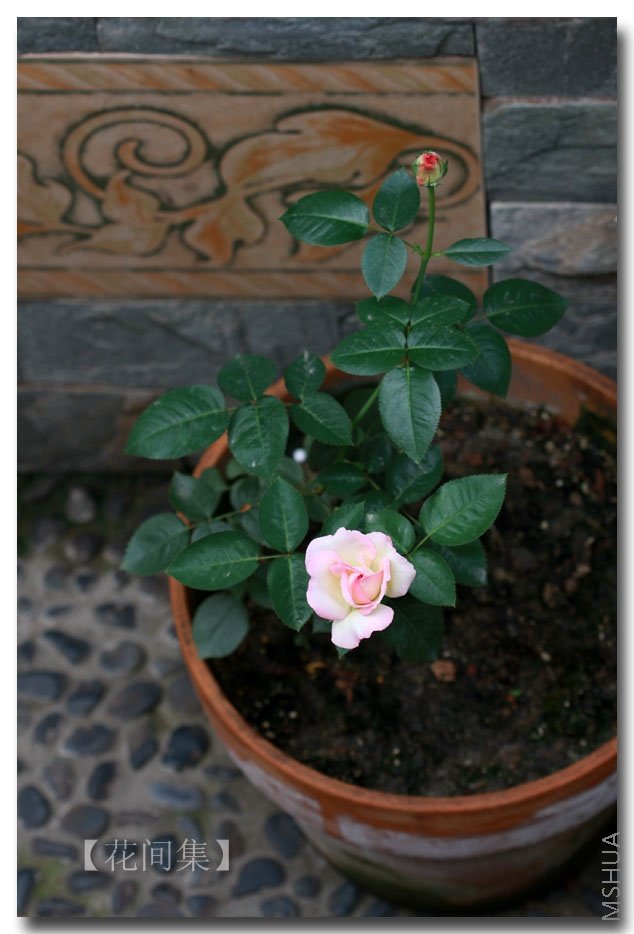 IMG_6460 ����.jpg