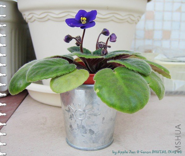 ��һ�仨��ʱ