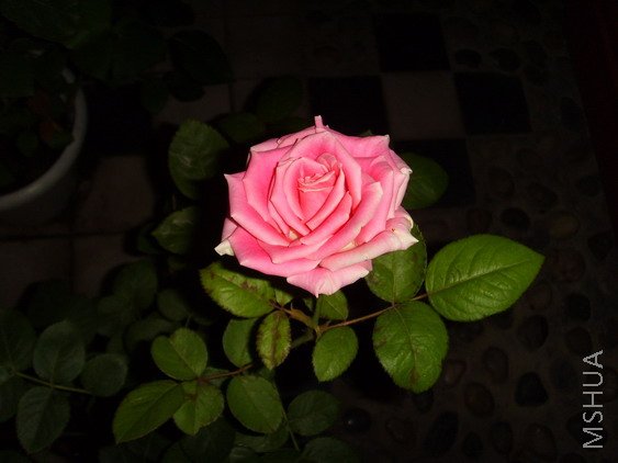 SSL26349.jpg
