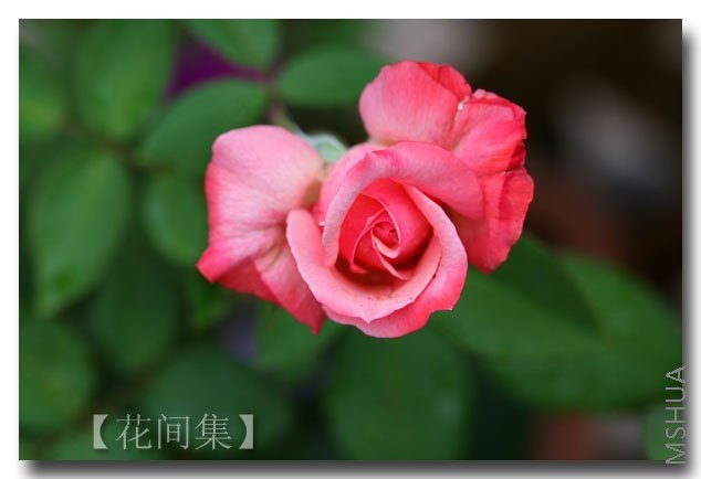 IMG_2845 ����.jpg