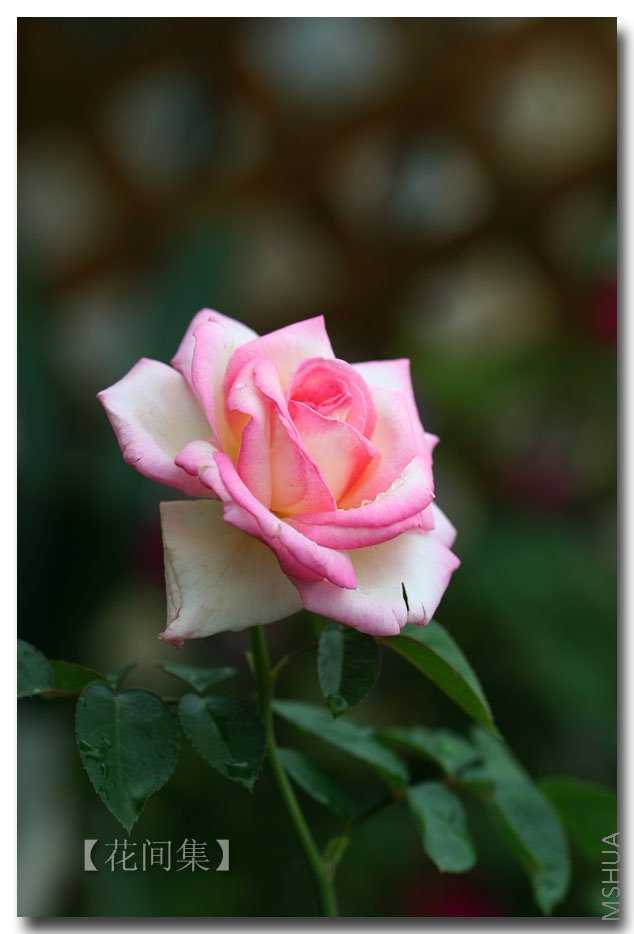 IMG_2843 ����.jpg