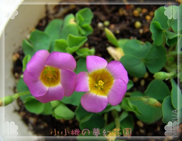 ���쿪��2��Ŷ���ڷ��˲����û᲻���������