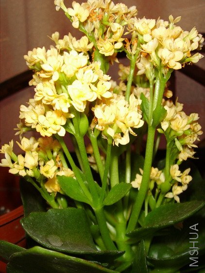 ����ճ�����ֳ�˺ܶ�.....