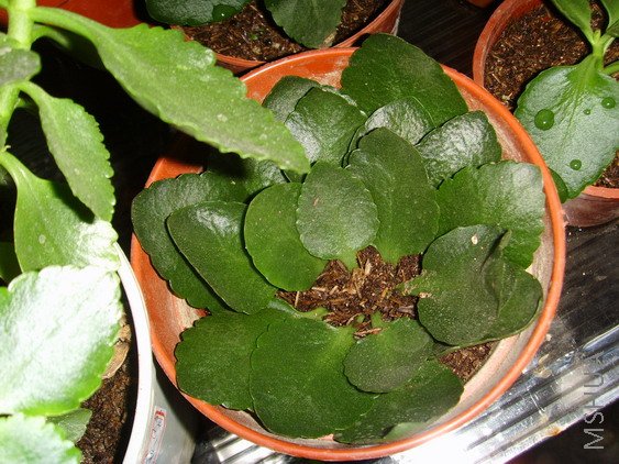 ȫ������Ҷ��,������,��������,���ҽ�ʡ�ռ�