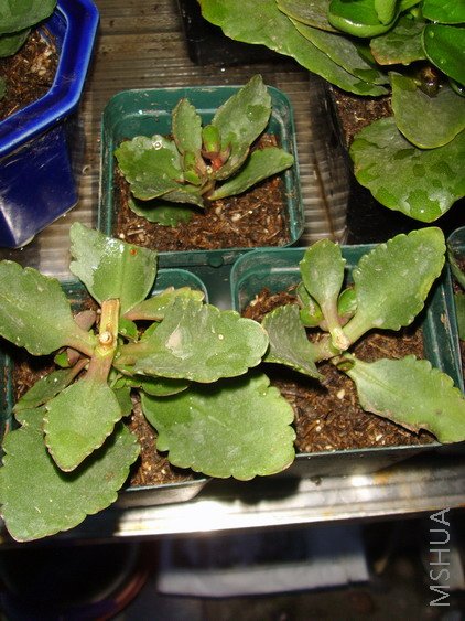 �����ɫ,������...���������....�������..���ϵ�����...����....