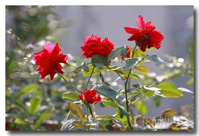 IMG_6432 ����.jpg