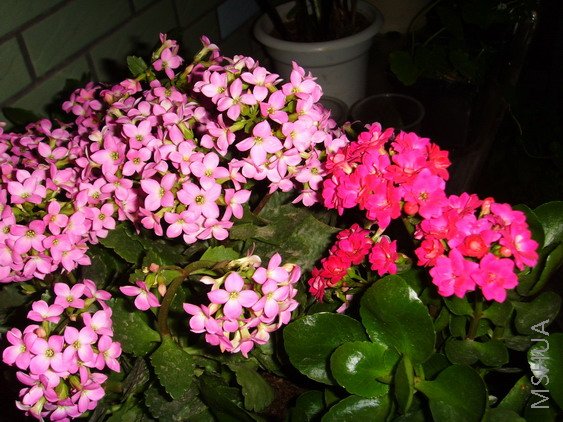 ��ɫ�ܴ�,�ٺ�~