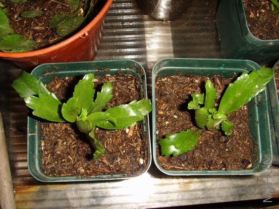 ��ֳ��С��~~~