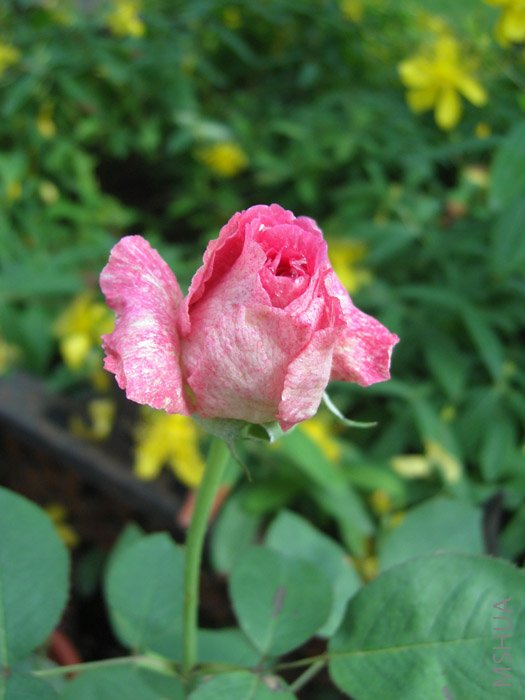 ����������