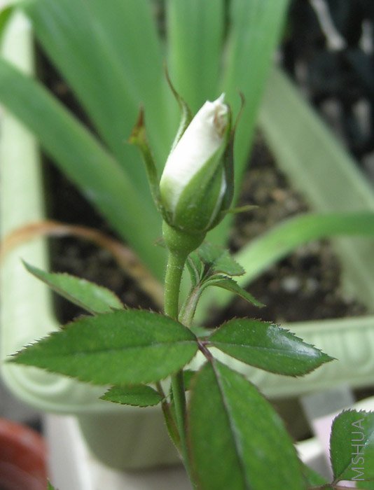 ��ȸ����