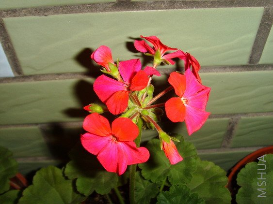 ������ɫ,����~�����޵���ɫ��,���������Ǵ���,�����������Ϻ�ɫ,����Ȼ������,����������ɫ��~