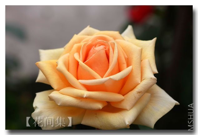 IMG_6251 ����.jpg