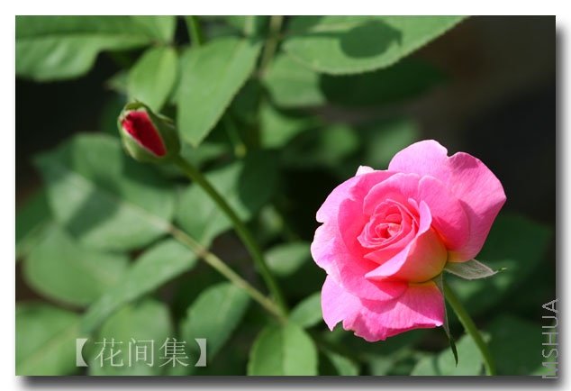 IMG_2538 ����.jpg