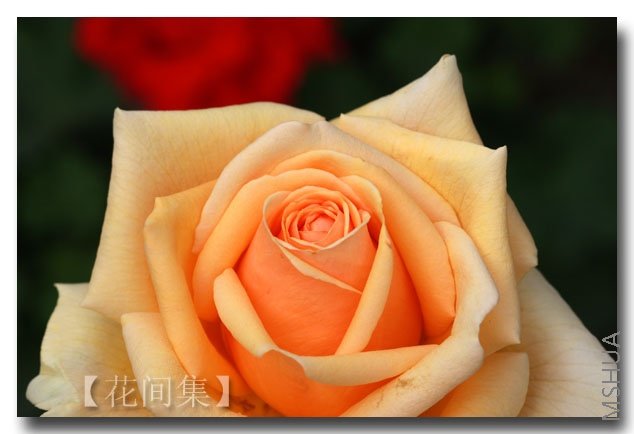 IMG_6207 ����.jpg