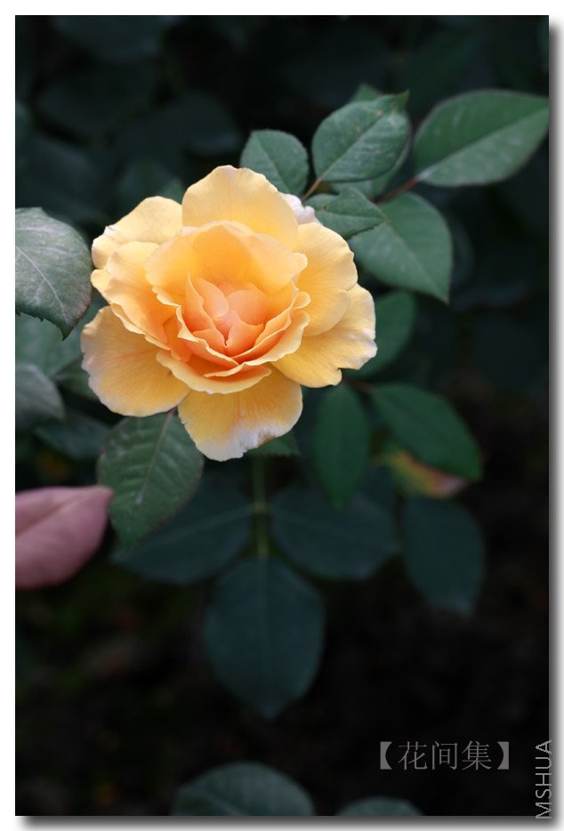 IMG_6195 ����.jpg