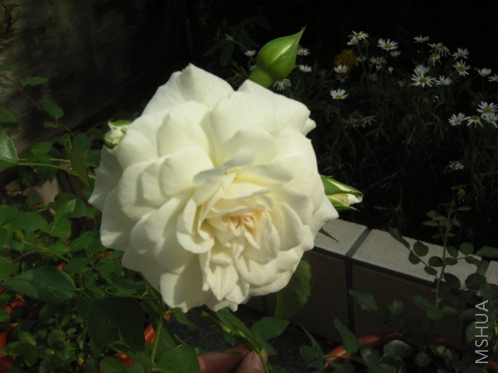 С�����ֵ�