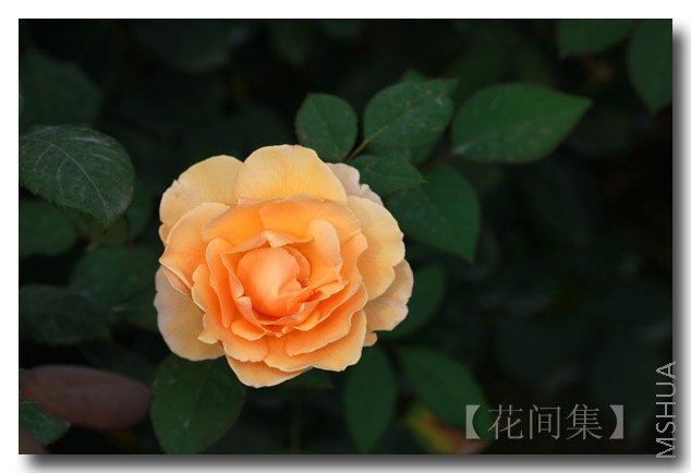 IMG_6242 ����.jpg