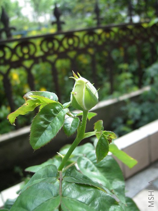 ������Y��ҵĻƺ�ƽ?