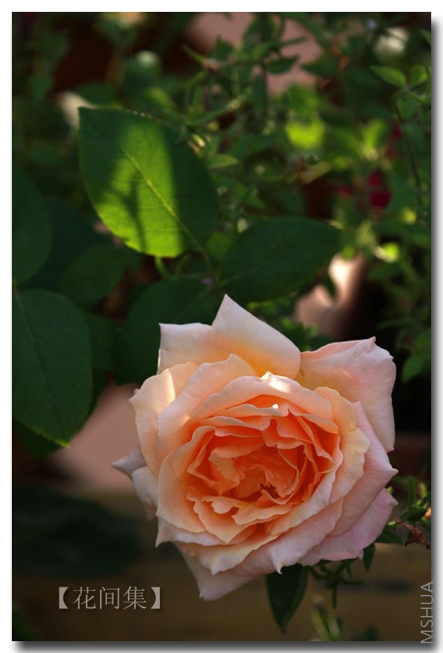 IMG_6445 ����.jpg