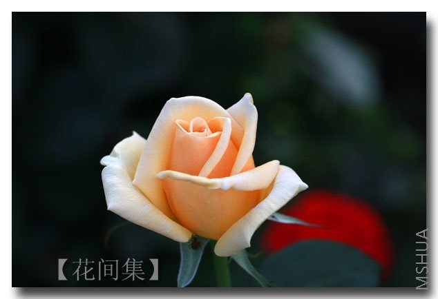 IMG_5905 ����.jpg