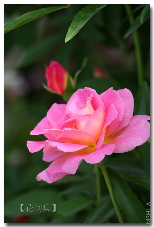 IMG_2723 ����.jpg