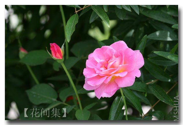 IMG_2708 ����.jpg